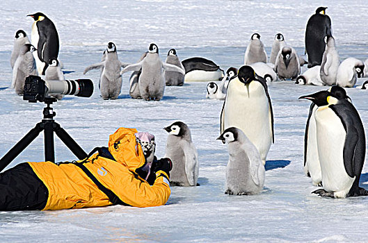 南极,雪丘岛,摄影师,工作,正面,帝企鹅,假山庭园