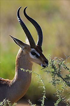 非洲瞪羚,瞪羚,长颈羚,进食,肖像,逆光,萨布鲁国家公园,肯尼亚,东非,非洲