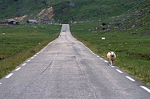 挪威,乡村道路,场景