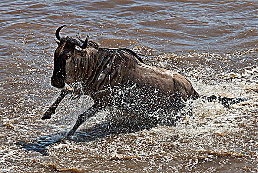 角马,马拉河,迁徙,塞伦盖蒂国家公园,坦桑尼亚北部,马赛马拉国家保护区