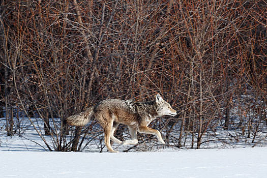 丛林狼,猎捕,雪中,加利福尼亚,国家野生动植物保护区