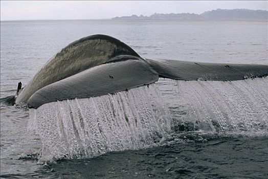 蓝鲸,尾部,科特兹海,墨西哥