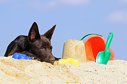 澳大利亚,小狗,巧克力,色彩,躺着,沙子,旁侧,玩具