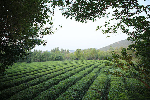 茶园飘香,茶农清晨采茶忙