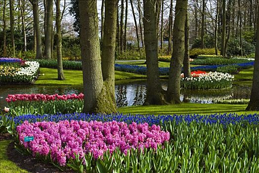 花园,麝香兰,葡萄风信子,郁金香,郁金香属,库肯霍夫公园,荷兰,欧洲