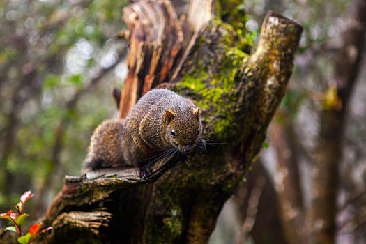 森林里树上毛茸茸可爱的松鼠