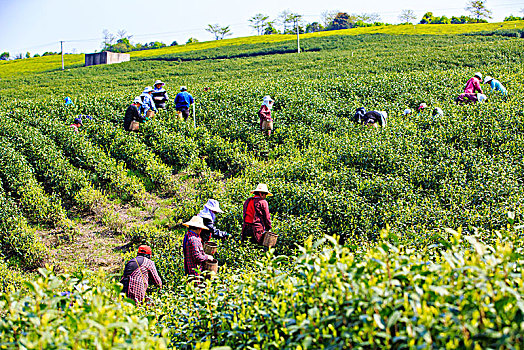 采茶,茶叶,茶场,采摘,春茶