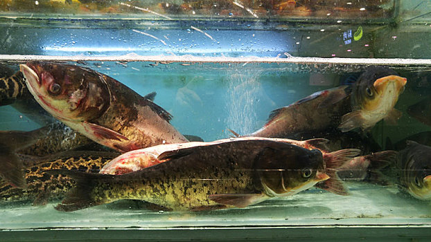 超市水产区出售的鲢鱼