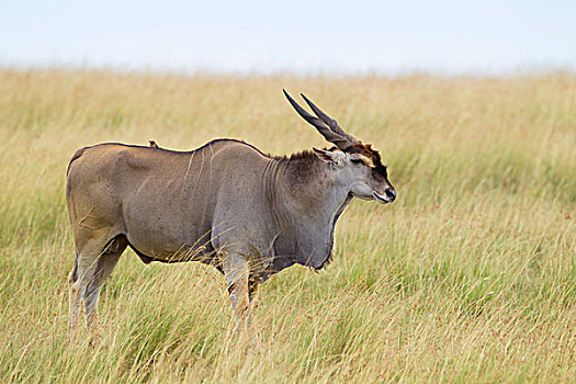 普通,大羚羊,大草原,马赛马拉国家保护区,肯尼亚