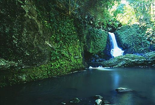 夏威夷,毛伊岛,山谷,茂密,绿色植物,河流,瀑布