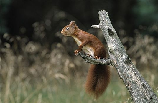 欧亚红松鼠,松鼠,坐在树上,枝条,欧洲