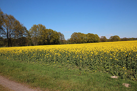 黄色油菜花,微距