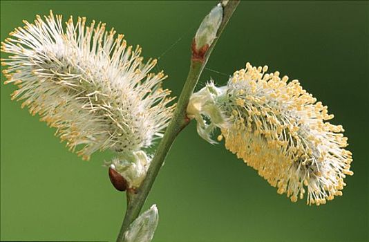 黄花柳