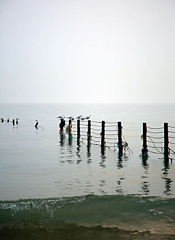 山东省日照市,太公岛海鸥翔集,早起的市民漫步海滩赏风景