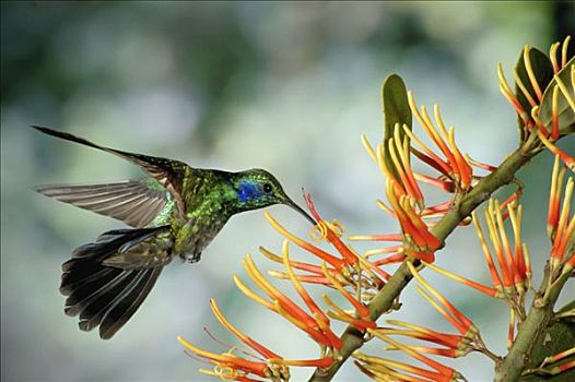 绿紫耳蜂鸟,蜂鸟,喂食,哥斯达黎加