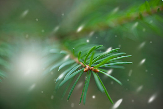 云杉,常青树,雪