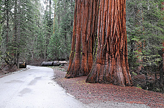 美洲杉,小树林,优胜美地国家公园,加利福尼亚,美国,北美