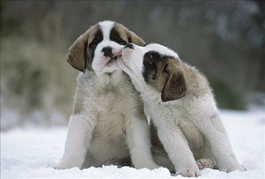 圣伯纳犬,狗,两个,小狗,依偎,雪中,日本