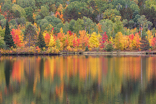河,秋天,倒影,地区,安大略省,加拿大,北美
