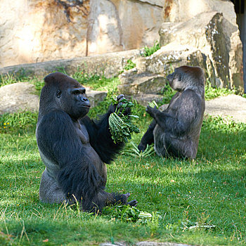 大猩猩,进食,动物园