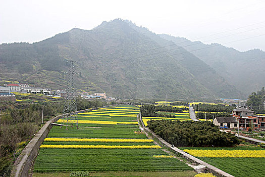 兴化,油菜花,乡村,观光,农业,种,0161