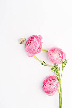 粉色的花毛莨鲜花
