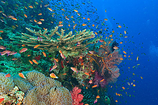 鱼群,金拟花鲈,靠近,活力,彩色,健康,珊瑚礁,水,维提岛,斐济,南太平洋