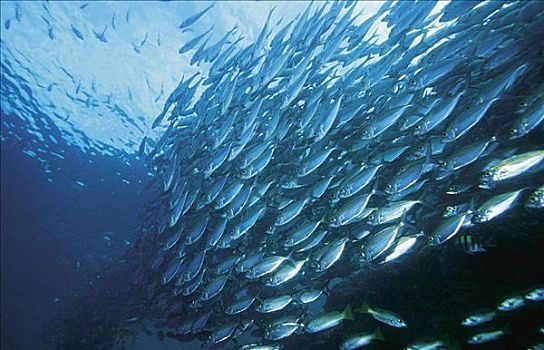 一堆,鱼群,海洋动物,海洋,水下,所罗门群岛,动物