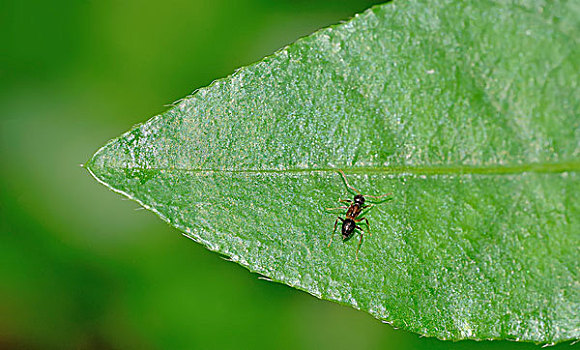 空心莲子草叶上的蚂蚁