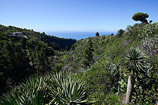 植被,山谷,靠近,帕尔玛,圣克鲁斯-德特内里费,加纳利群岛