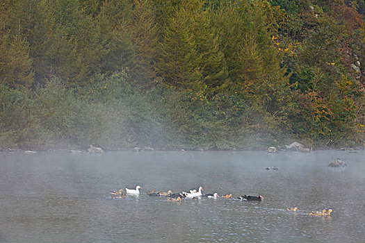 湖,水面,雾气,蒸腾,白雾,水蒸气,缥缈,仙境,灵性,家禽,鸭子,鹅,游动,自在,安静,自然,风光