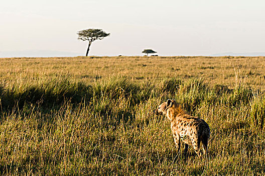 斑点,鬣狗,斑鬣狗,马赛马拉国家保护区,肯尼亚