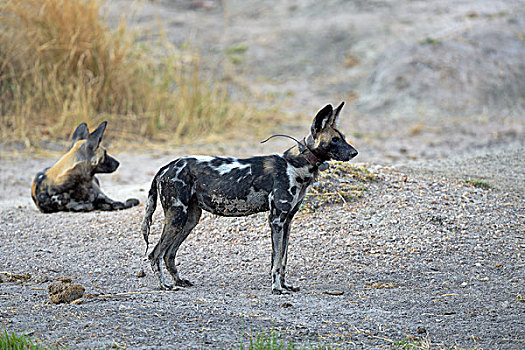 非洲野狗,非洲野犬属,雌性,牧群,发射器,南卢安瓜国家公园,赞比亚,非洲