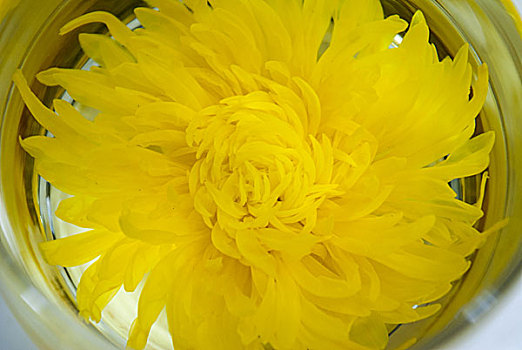 金丝黄菊