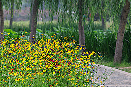 黄花丛小路