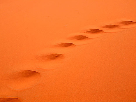 骆驼,轨迹,荒芜,沙子,却比沙丘,靠近,梅如卡,摩洛哥,非洲