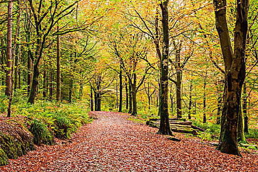 秋色,木头,湖区国家公园