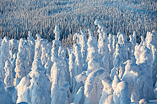 冰冻,树林,国家公园,拉普兰,芬兰