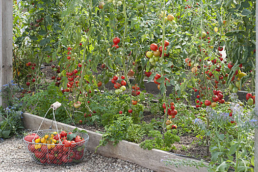 西红柿,丰收,房子