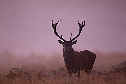 赤鹿,鹿属,鹿,杜鹿,站立,薄雾,黎明,发情期,自然保护区,英格兰,英国,欧洲