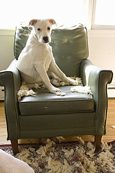狗,坐,毁坏,椅子