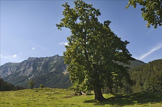 孤树,上巴伐利亚,德国,欧洲