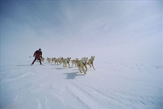 西伯利亚,哈士奇犬,狗,群体,跑,雪撬,团队,滑雪,挨着,格陵兰