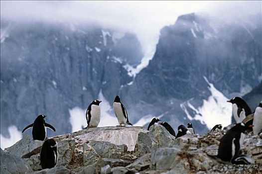 巴布亚企鹅,坐,石头,南极,夏天