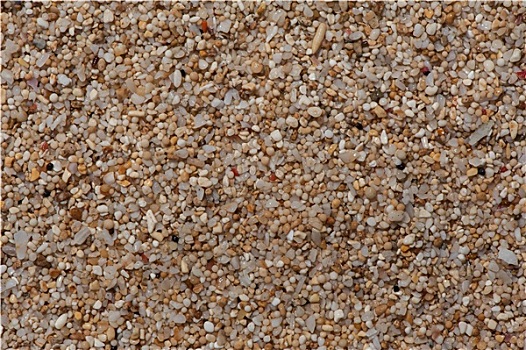 特写,沙子,珊瑚,壳