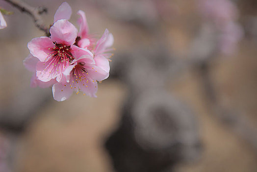 桃花,桃园,春天,耕地,花朵,俯拍,原野,土地,种植,果树,经济作物,果农,劳动,劳作,机械化,辛苦