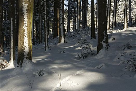 光线,树干,树林,冬天,上巴伐利亚,德国