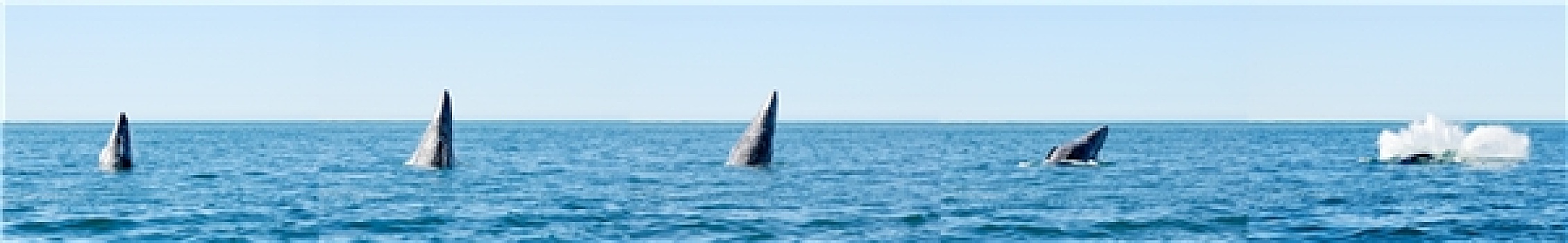 观鲸