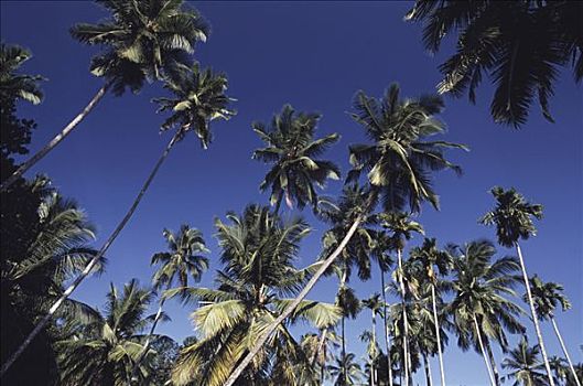 仰视,椰树,树,泰米尔纳德邦,印度