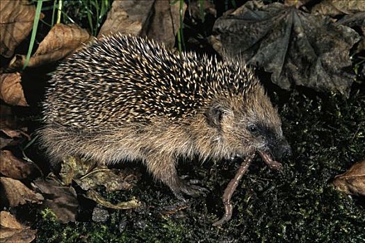 猬属,吃,蚯蚓,欧洲